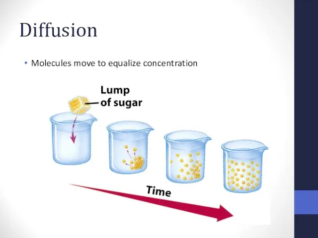 Diffusion Molecules move to equalize concentration