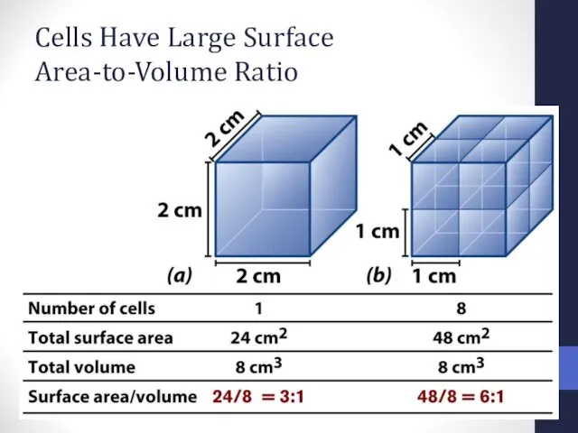 Cells Have Large Surface Area-to-Volume Ratio
