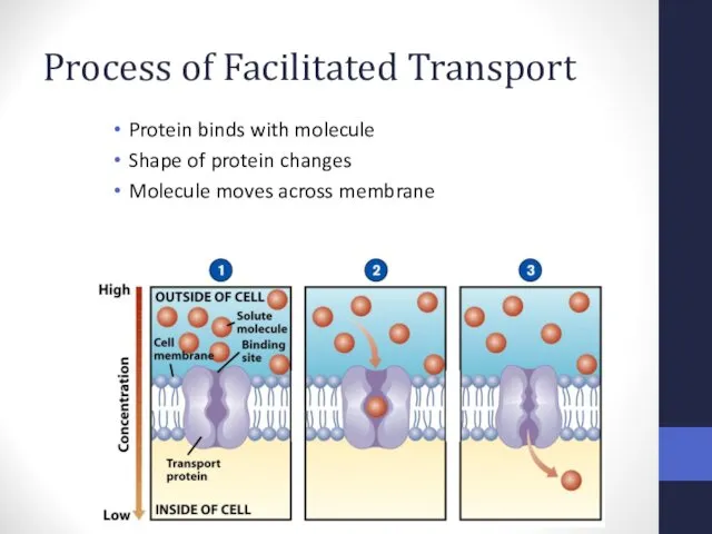Process of Facilitated Transport Protein binds with molecule Shape of protein changes Molecule moves across membrane