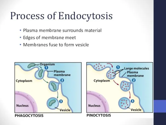 Process of Endocytosis Plasma membrane surrounds material Edges of membrane meet Membranes fuse to form vesicle