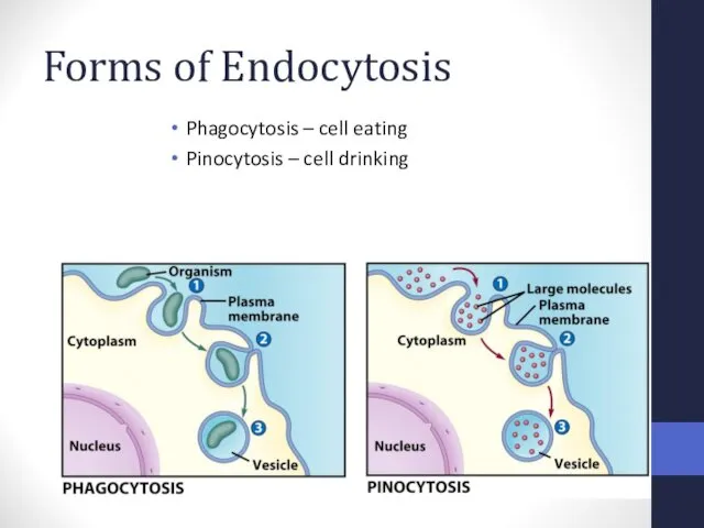 Forms of Endocytosis Phagocytosis – cell eating Pinocytosis – cell drinking