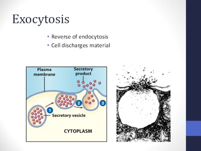 Exocytosis Reverse of endocytosis Cell discharges material