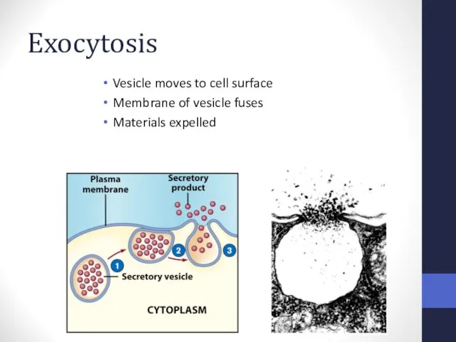 Exocytosis Vesicle moves to cell surface Membrane of vesicle fuses Materials expelled