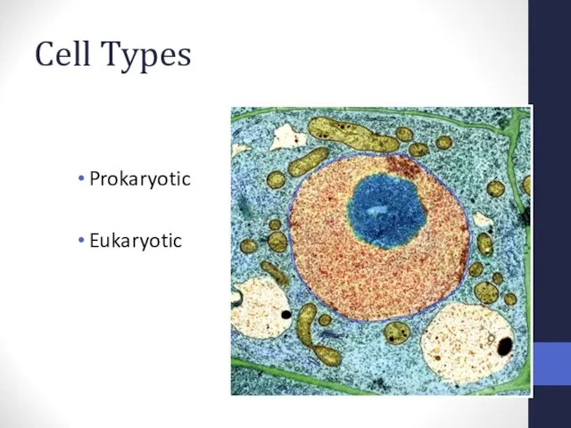 Cell Types Prokaryotic Eukaryotic