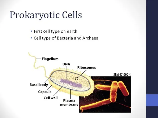 Prokaryotic Cells First cell type on earth Cell type of Bacteria and Archaea