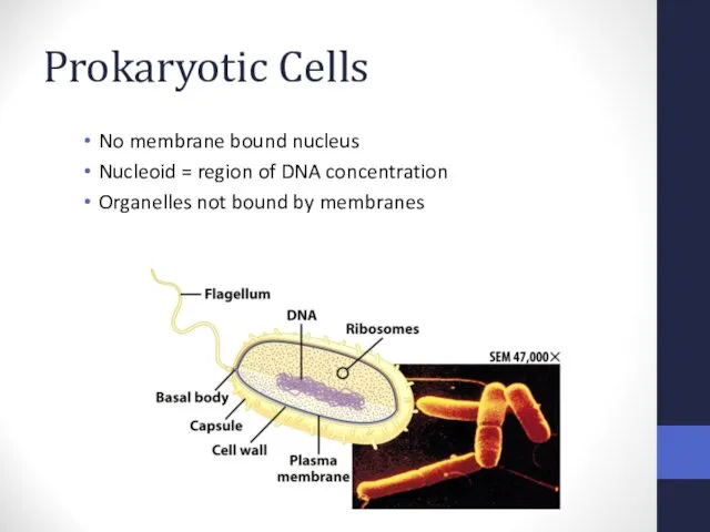 Prokaryotic Cells No membrane bound nucleus Nucleoid = region of DNA concentration Organelles