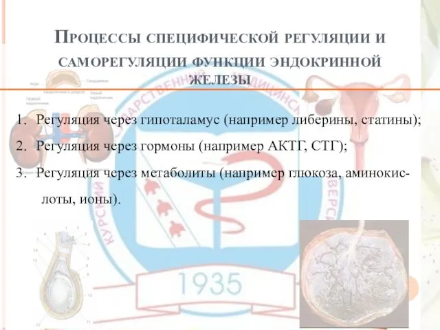 Процессы специфической регуляции и саморегуляции функции эндокринной железы Регуляция через