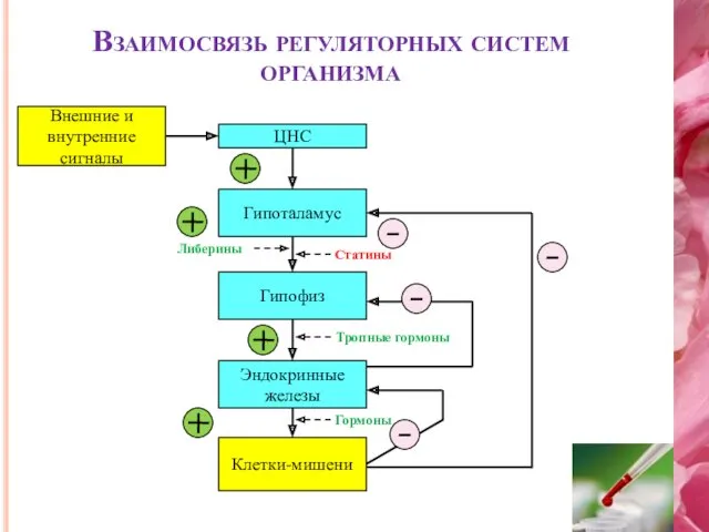 Взаимосвязь регуляторных систем организма Гормоны Внешние и внутренние сигналы ЦНС