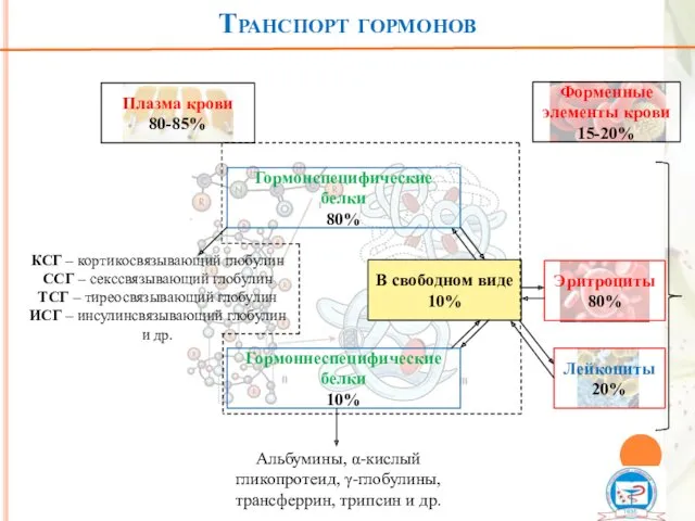 Транспорт гормонов Плазма крови 80-85% Форменные элементы крови 15-20% Гормонспецифические