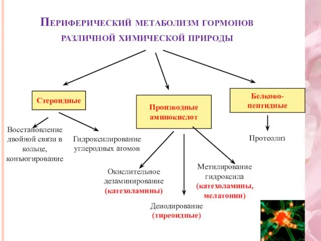 Периферический метаболизм гормонов различной химической природы Стероидные Производные аминокислот Восстановление