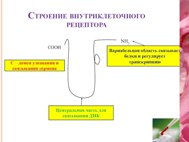 Строение внутриклеточного рецептора COOH NH2 Вариабельная область связывает белки и