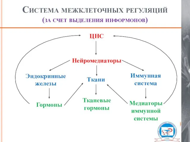 Система межклеточных регуляций (за счет выделения информонов) ЦНС Нейромедиаторы Эндокринные