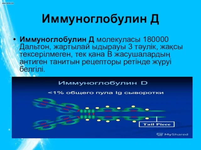 Иммуноглобулин Д Иммуноглобулин Д молекуласы 180000 Дальтон, жартылай ыдырауы 3