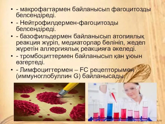 - макрофагтармен байланысып фагоцитозды белсендіреді. - Нейтрофилдермен-фагоцитозды белсендіреді. - базофильдермен