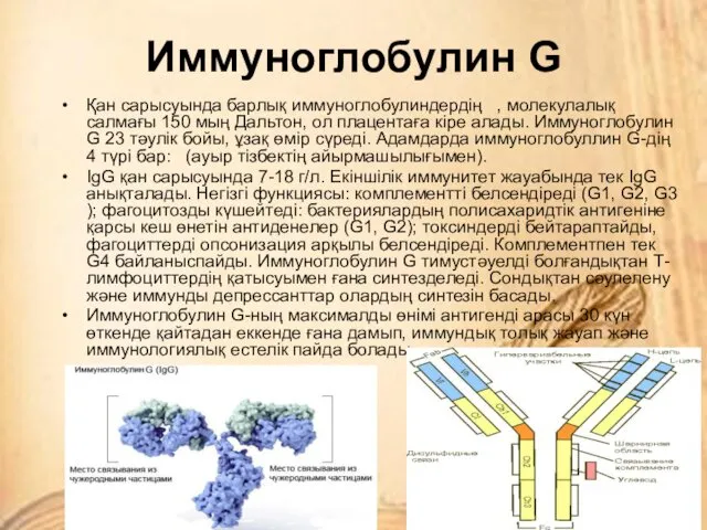 Иммуноглобулин G Қан сарысуында барлық иммуногло­булин­дердің , молекулалық салмағы 150