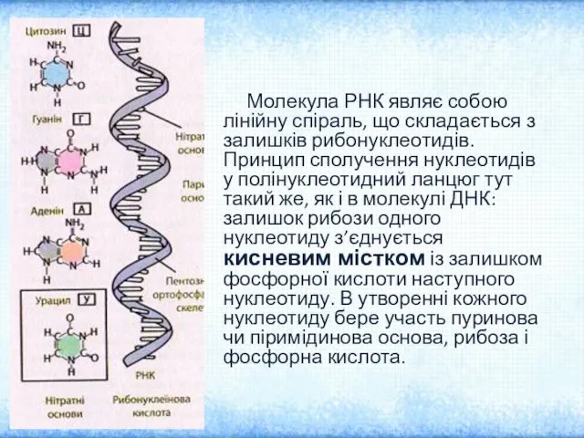 Молекула РНК являє собою лінійну спіраль, що складається з залишків