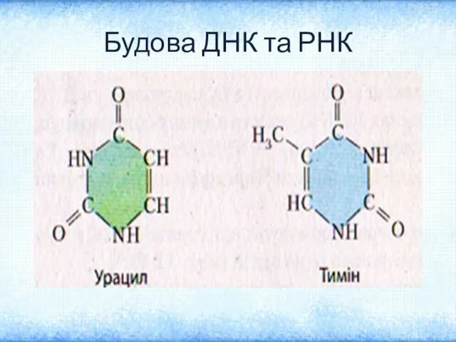 Будова ДНК та РНК