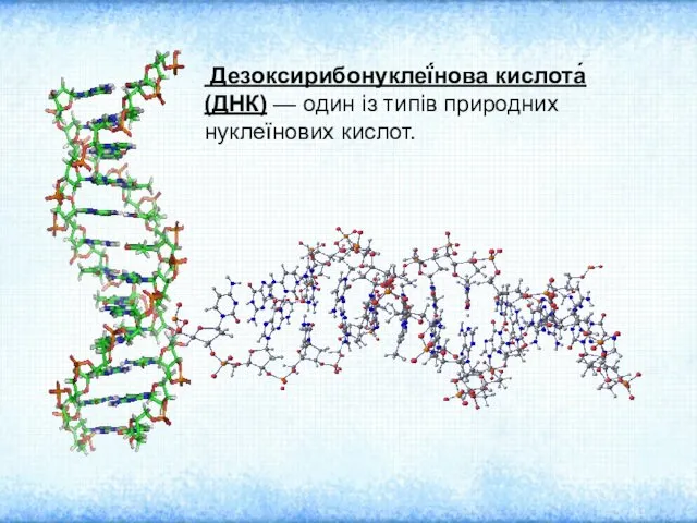 Дезоксирибонуклеї́нова кислота́ (ДНК) — один із типів природних нуклеїнових кислот.