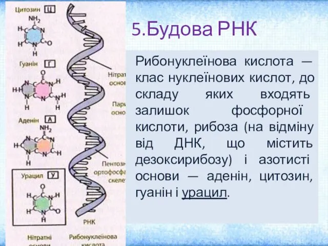 5.Будова РНК Рибонуклеїнова кислота — клас нуклеїнових кислот, до складу