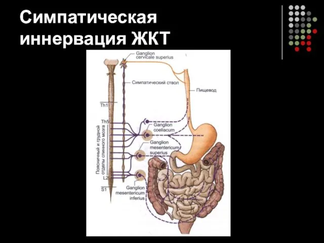 Симпатическая иннервация ЖКТ