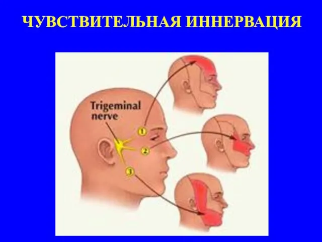 ЧУВСТВИТЕЛЬНАЯ ИННЕРВАЦИЯ