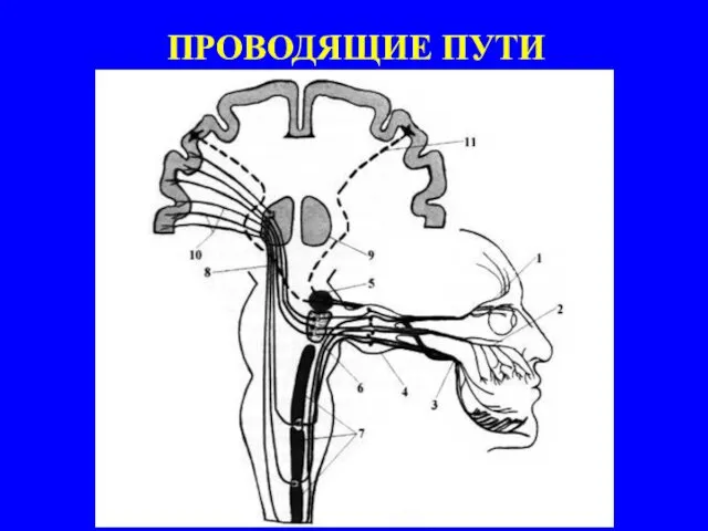 ПРОВОДЯЩИЕ ПУТИ