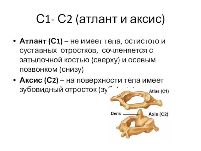 С1- С2 (атлант и аксис) Атлант (С1) – не имеет тела, остистого и