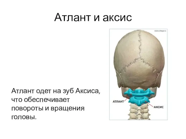 Атлант и аксис Атлант одет на зуб Аксиса, что обеспечивает повороты и вращения головы.