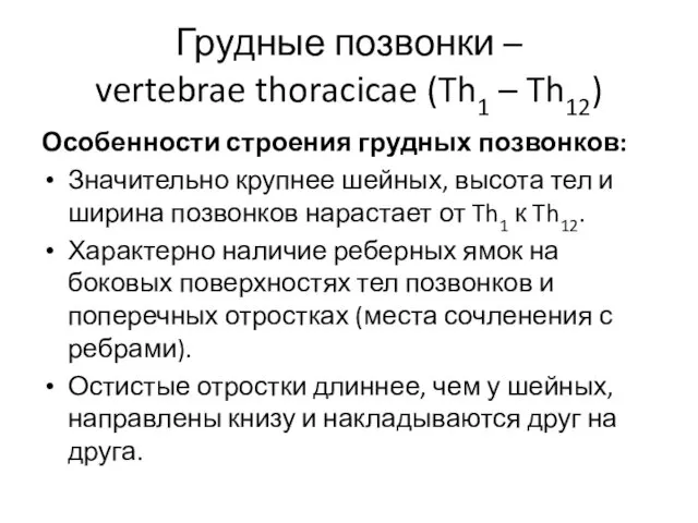 Грудные позвонки – vertebrae thoracicae (Th1 – Th12) Особенности строения грудных позвонков: Значительно