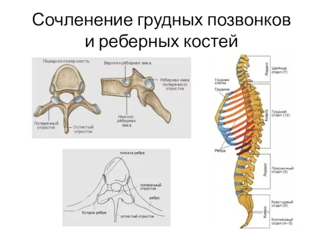 Сочленение грудных позвонков и реберных костей