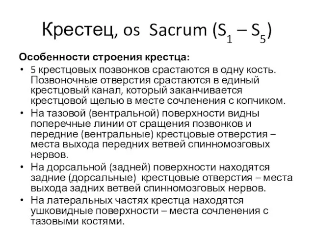 Крестец, os Sacrum (S1 – S5) Особенности строения крестца: 5 крестцовых позвонков срастаются