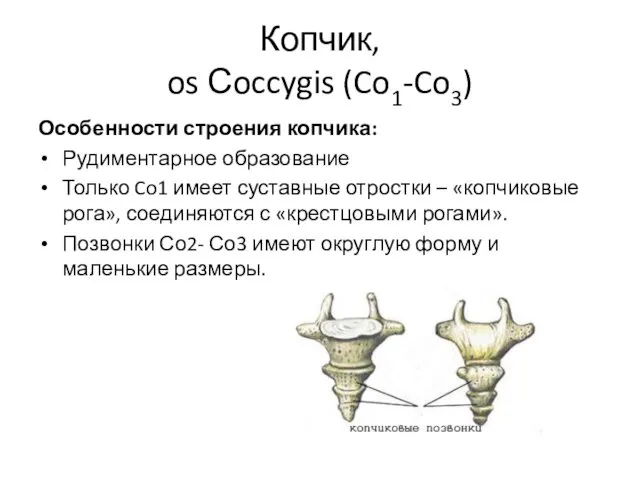 Копчик, os Сoccygis (Co1-Co3) Особенности строения копчика: Рудиментарное образование Только Co1 имеет суставные