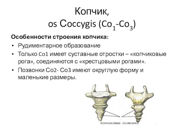 Копчик, os Сoccygis (Co1-Co3) Особенности строения копчика: Рудиментарное образование Только