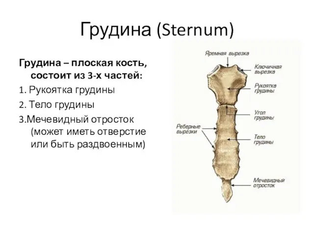 Грудина (Sternum) Грудина – плоская кость, состоит из 3-х частей: 1. Рукоятка грудины