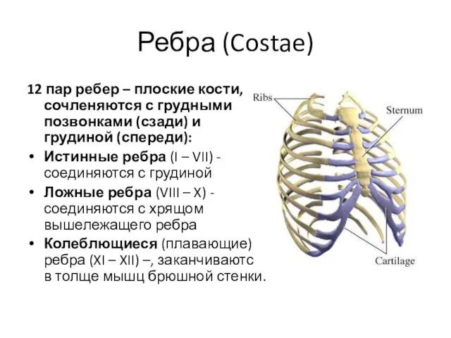 Ребра (Costae) 12 пар ребер – плоские кости, сочленяются с грудными позвонками (сзади)