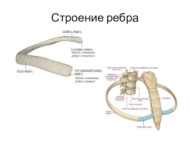 Строение ребра