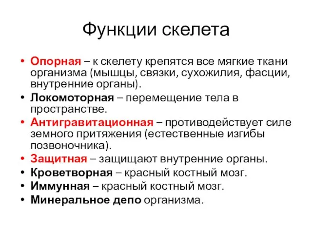 Функции скелета Опорная – к скелету крепятся все мягкие ткани