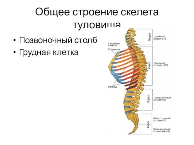 Общее строение скелета туловища Позвоночный столб Грудная клетка