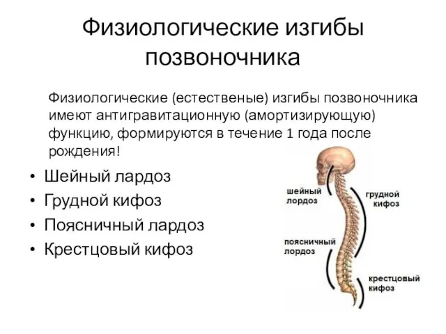 Физиологические изгибы позвоночника Шейный лардоз Грудной кифоз Поясничный лардоз Крестцовый кифоз Физиологические (естественые)