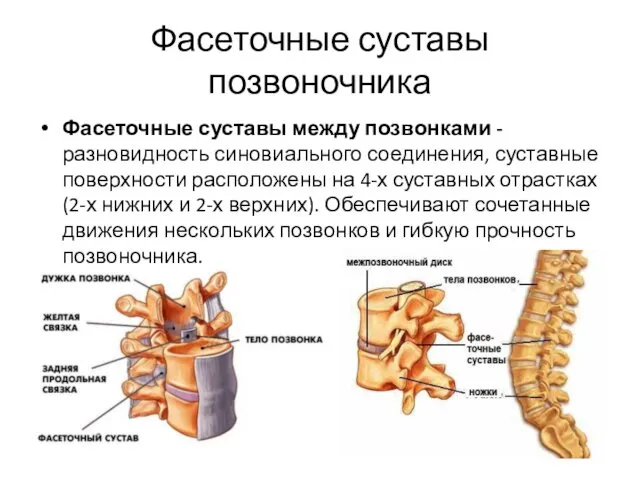 Фасеточные суставы позвоночника Фасеточные суставы между позвонками - разновидность синовиального