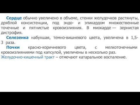 Сердце обычно увеличено в объеме, стенки желудочков растянуты, дряблой консистенции,