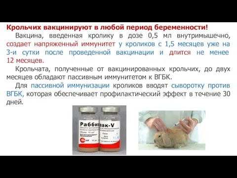 Крольчих вакцинируют в любой период беременности! Вакцина, введенная кролику в