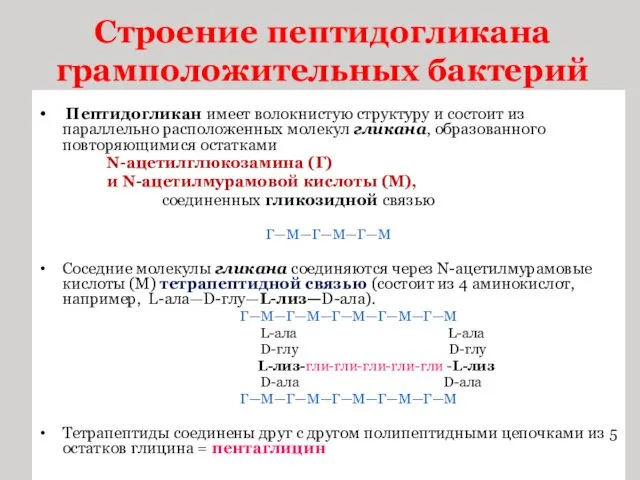 Строение пептидогликана грамположительных бактерий Пептидогликан имеет волокнистую структуру и состоит