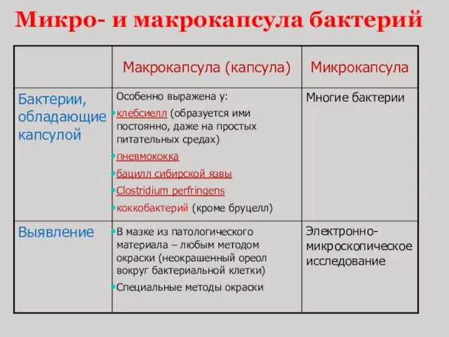 Микро- и макрокапсула бактерий