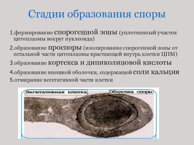 Стадии образования споры формирование спорогенной зоны (уплотненный участок цитоплазмы вокруг