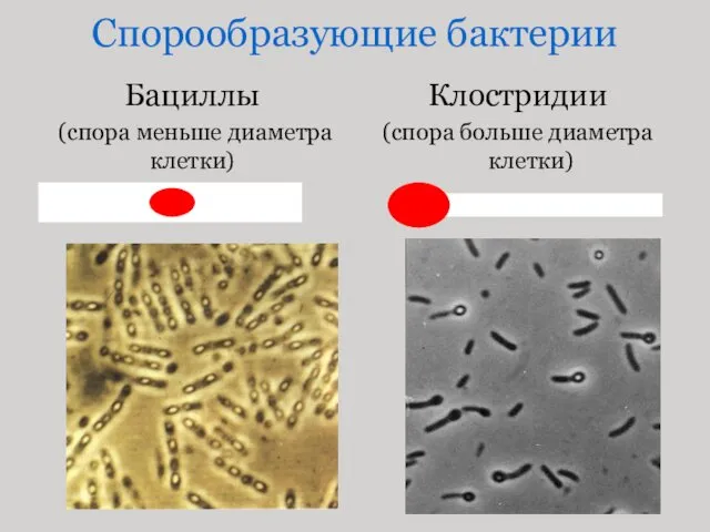 Спорообразующие бактерии Бациллы (спора меньше диаметра клетки) Клостридии (спора больше диаметра клетки)