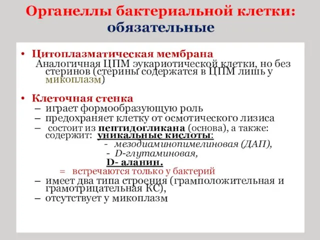 Органеллы бактериальной клетки: обязательные Цитоплазматическая мембрана Аналогичная ЦПМ эукариотической клетки,