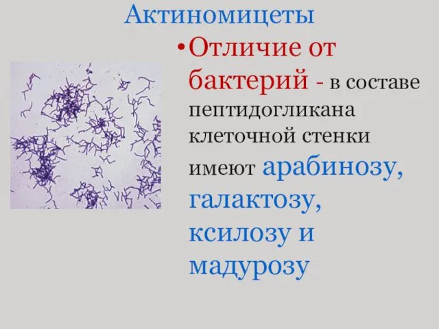 Актиномицеты Отличие от бактерий - в составе пептидогликана клеточной стенки имеют арабинозу, галактозу, ксилозу и мадурозу