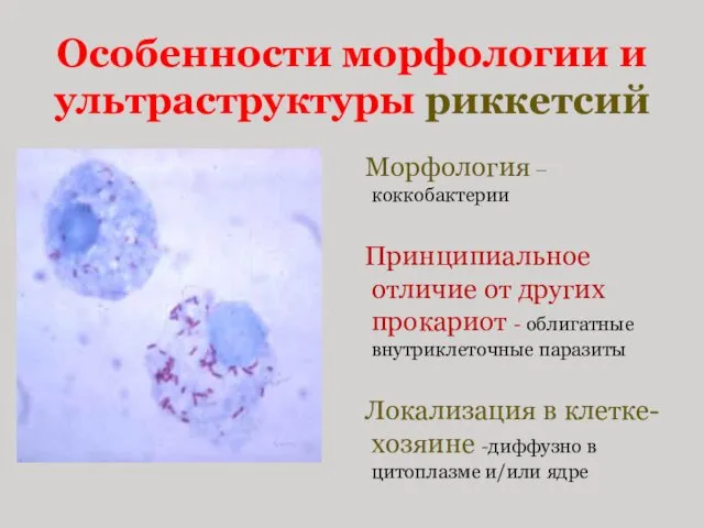 Особенности морфологии и ультраструктуры риккетсий Морфология – коккобактерии Принципиальное отличие