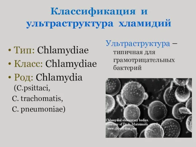 Классификация и ультраструктура хламидий Тип: Chlamydiaе Класс: Chlamydiae Род: Chlamydia